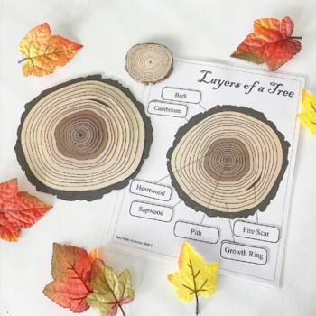 Preview of Montessori-Inspired Layers of the [Oak] Tree Labeling Layering Activity