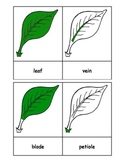 Montessori: Leaf Nomenclature