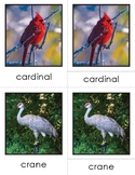 Montessori Learning: North American Birds Nomenclature Cards