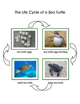 Preview of Montessori: Life Cycle of a Sea Turtle