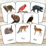 Montessori Nature Toobs 3 Part Cards (editable)