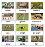 Montessori Nomenclature 3-Part Cards - AFRICAN ANIMALS - V