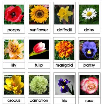 Montessori Nomenclature 3-Part Cards - FLOWERS - Vocabulary, Science ...