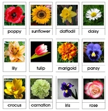 Montessori Nomenclature 3-Part Cards - FLOWERS - Vocabular