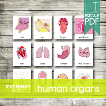 Preview of HUMAN BODY ORGANS • Montessori Cards • Flash Cards • Three Part Cards