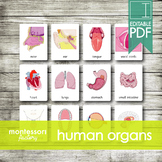HUMAN BODY ORGANS • Montessori Cards • Flash Cards • Three