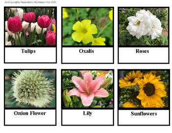 Montessori Nomenclature Flower Matching 3- Part Cards by Montessori Hut