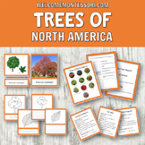 Montessori North America Trees 3-Part Cards, Information C