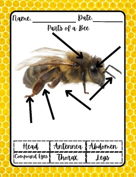 Preview of Montessori Parts of a Bee Partes de la abispa Activities