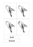 Montessori Parts of a Bird 3-part cards