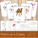 Parts of a Camel Montessori 3 Part Cards