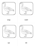 Montessori Parts of a Goose 3 Part Cards