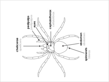 Montessori Parts of a Spider Bilingual Science Printable Pack English