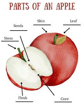 Montessori Parts of an Apple by Alexia Aguilar | TPT