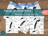 Penguin Anatomy Montessori Printable Kids Activity, 6-Page
