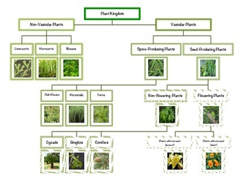 Plant Kingdom Chart Teaching Resources | TPT