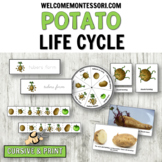 Montessori Potato Life Cycle Pack - cursive or print scien
