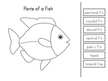 Montessori Science: Parts of a Fish by My Montessori Maker | TpT