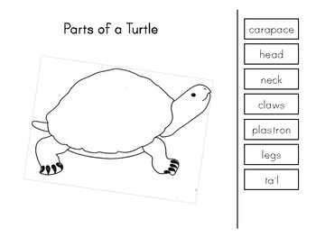 Montessori Science: Parts of a Turtle by My Montessori Maker | TPT
