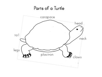 Montessori Science: Parts of a Turtle by My Montessori Maker | TPT