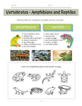 Preview of Montessori Science Workbook: Animals 1 for PreK/K/Elementary
