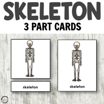 Preview of Montessori Skeleton 3 Part Cards