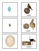 Montessori Spring Egg and Bird Matching