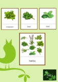 Montessori Three Part Cards Herbs