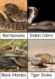 Montessori Top 10 Venomous Snake 3-part Cards