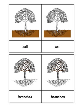 Montessori Homeschool Science/botany PARTS OF A TREE Nomenclature materials card 