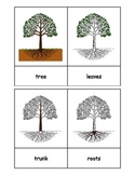Montessori: Tree Nomenclature