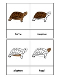 Montessori: Turtle Nomenclature