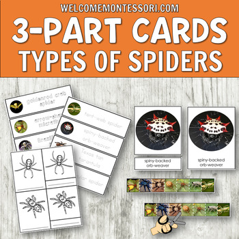 Preview of Montessori Types of Spiders 3-Part Cards Science Centers / Halloween Activities