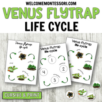 venus flytrap life cycle diagram