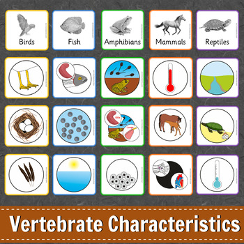 Preview of Montessori Animal Classification Learning Pack - Characteristics