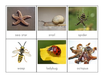 montessori vertebrates invertebrates sorting cards vs followers