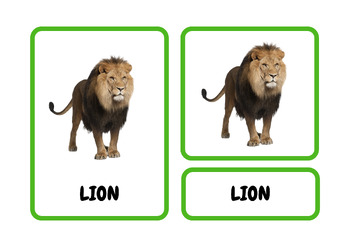 Preview of Wild Animals Flashcards: Discover Wildlife Wonders