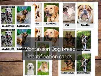 Preview of Montessori dog breed identification - Matching Game