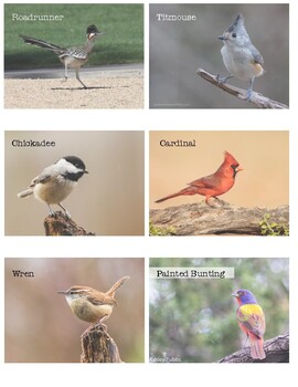 Preview of Bird identification flash cards, Preschool flash cards