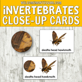 Montessori invertebrates activities close-up cards prescho