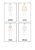 Montessori terminology cards for part of the human body