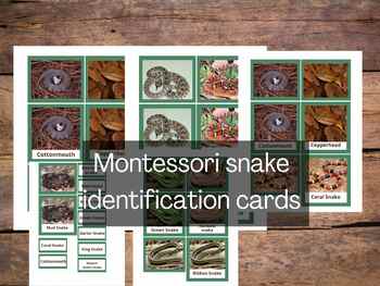 Preview of Montessori three part cards - Snake species