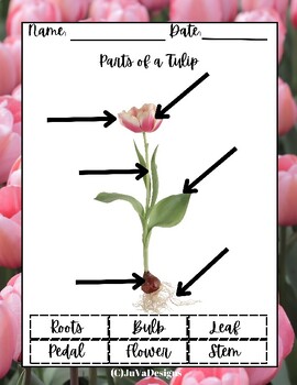 Preview of MontessoriBotany Parts of a Tulip Partes del tulipan Partes del tulipanBilingual