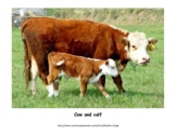 Moo Moo, Brown Cow- Barnyard Animals for Toddlers, Prescho