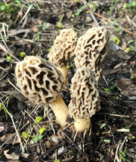 Morel Mushrooms (Stock Photos)