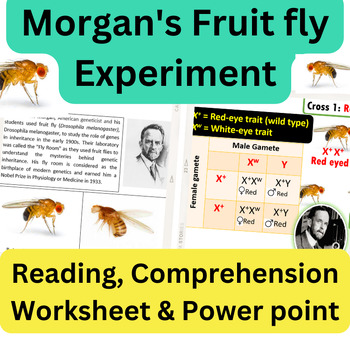 Preview of Morgan's Fruit Fly Experiment Reading, Worksheet Activity with Power point