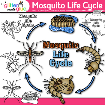 mosquito life cycle for kids