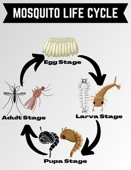 Mosquito Life Cycle Poster | Classroom Decor | 8.5x11 in | PNG, PDF