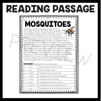 Mosquitoes Informational Text Reading Comprehension Worksheet Insects