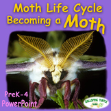 Moth Life Cycle PowerPoint